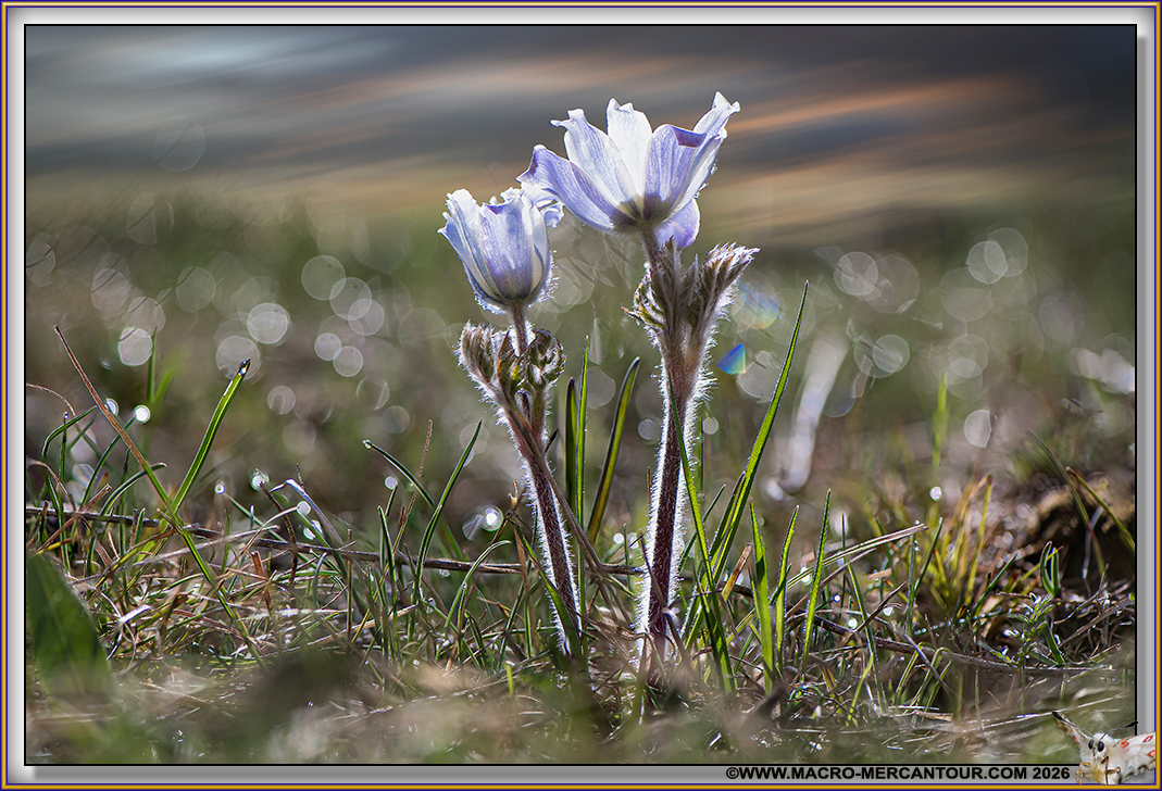 ANEMONES